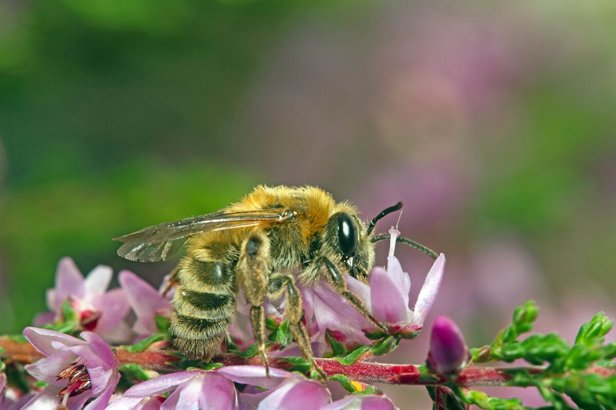 Nationale Bijentelling vraagt tien dagen aandacht voor wilde bijen